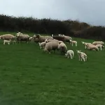 Cosy *