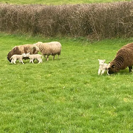 Cosy * Broadford (Clare)
