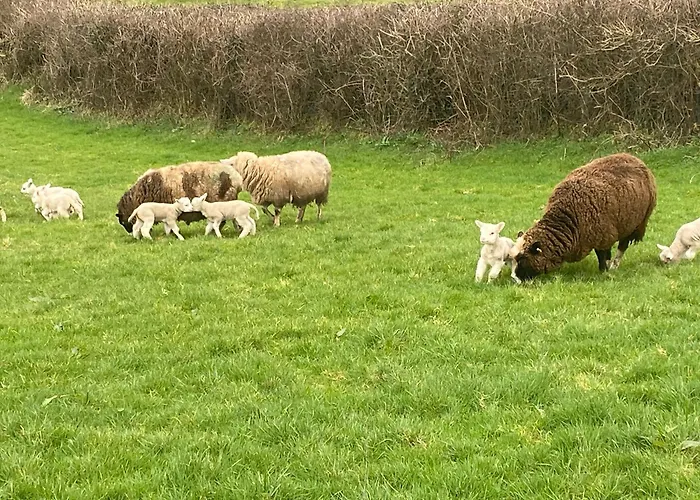Cosy * Broadford (Clare)